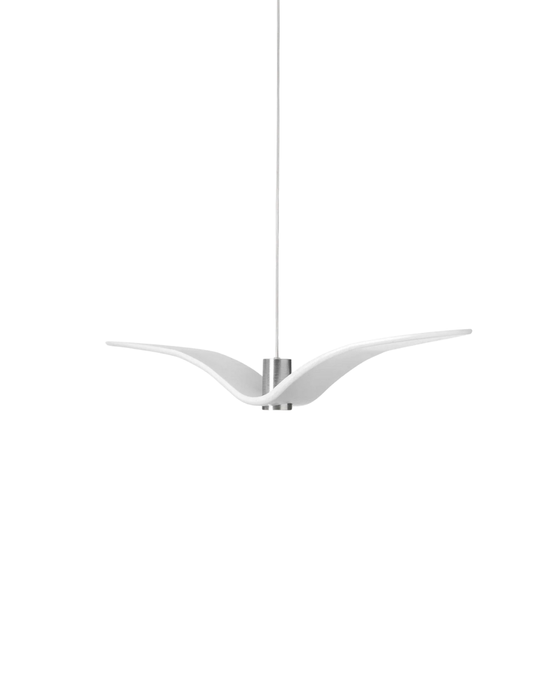 L’Oiseau de Nuit